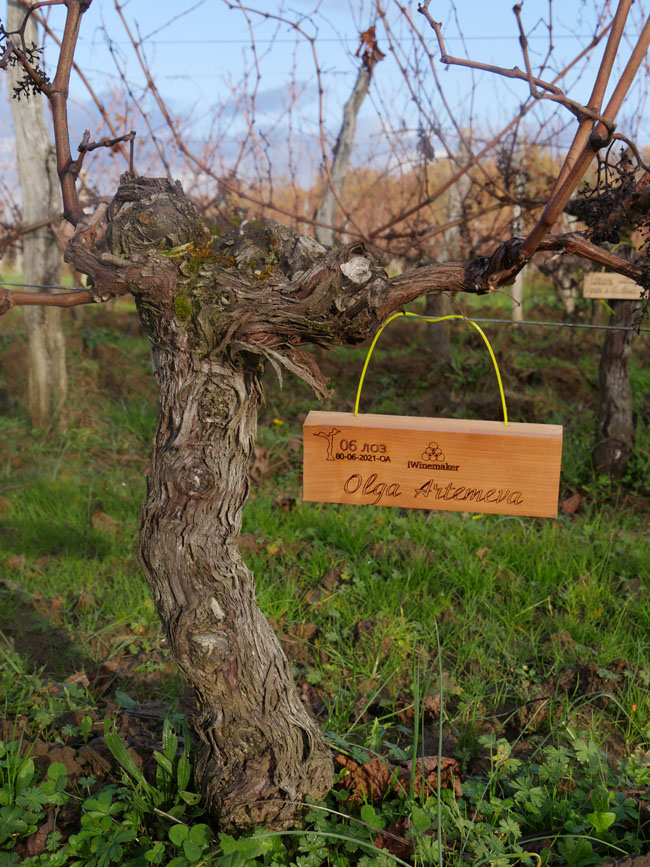 Виноградник на урожай